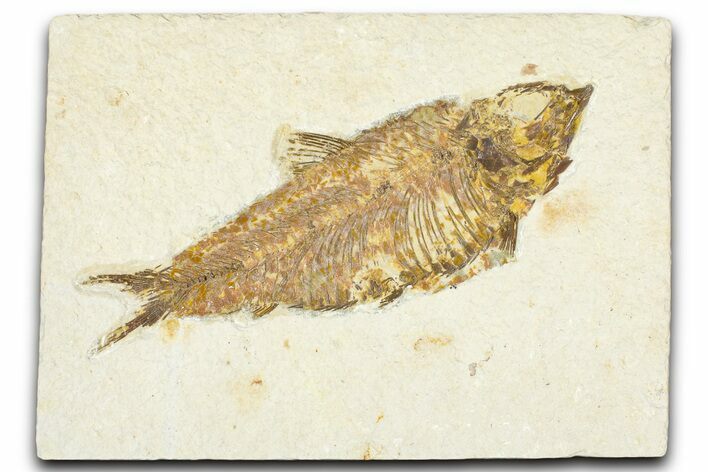 Detailed Fossil Fish (Knightia) - Wyoming #367457